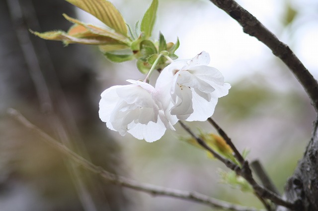 八重桜　その７