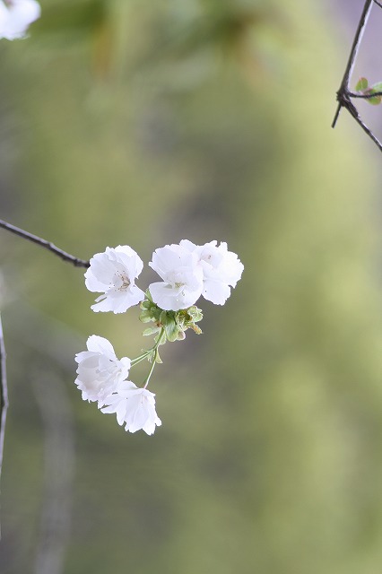 八重桜　その７