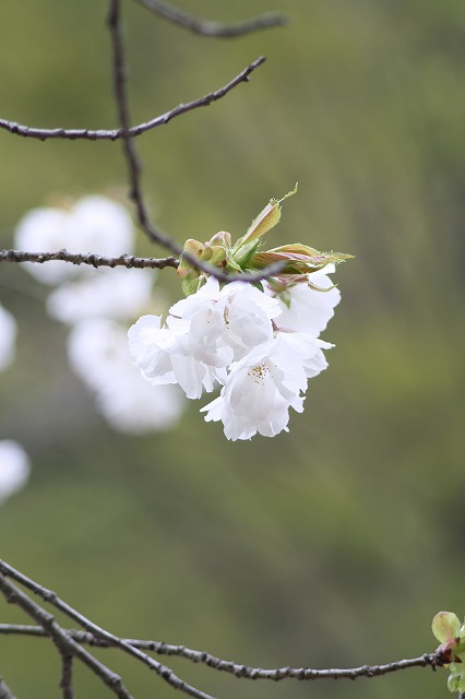 八重桜　その７
