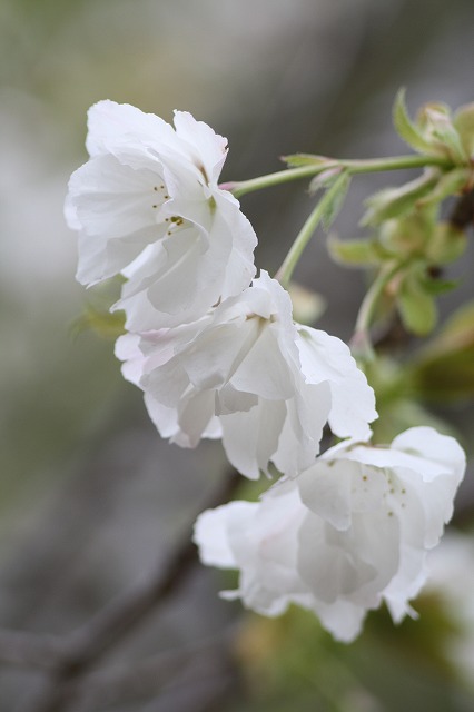 八重桜　その７