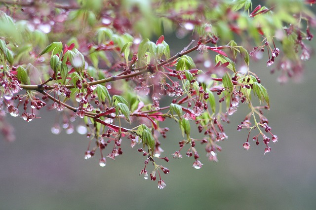 木々新芽