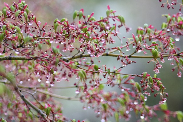 木々新芽