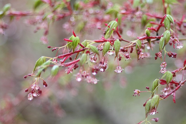 木々新芽