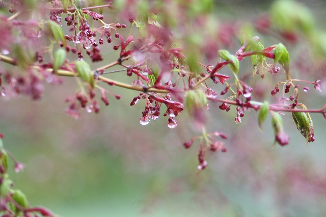 木々新芽