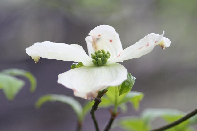 ハナミズキ　その７ a flowering dog wood