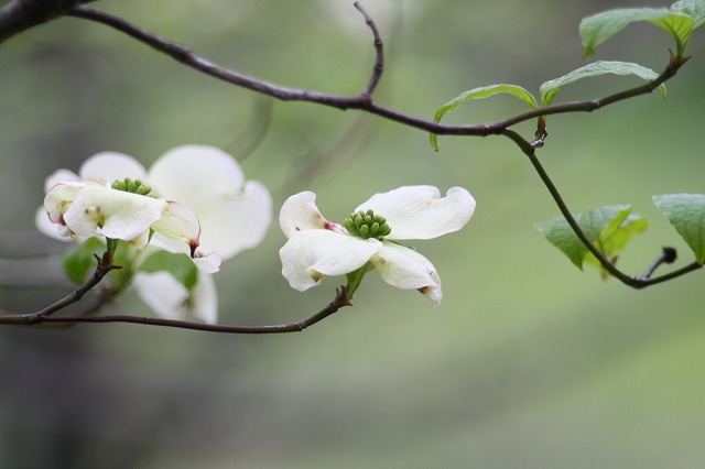 ハナミズキ　その７ a flowering dog wood
