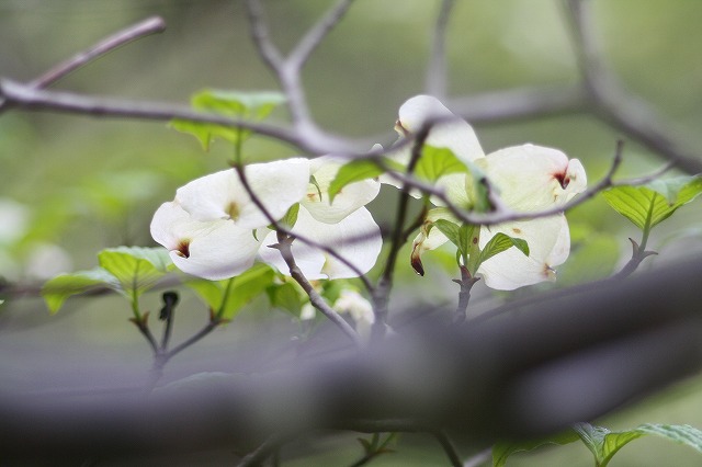 ハナミズキ　その７ a flowering dog wood