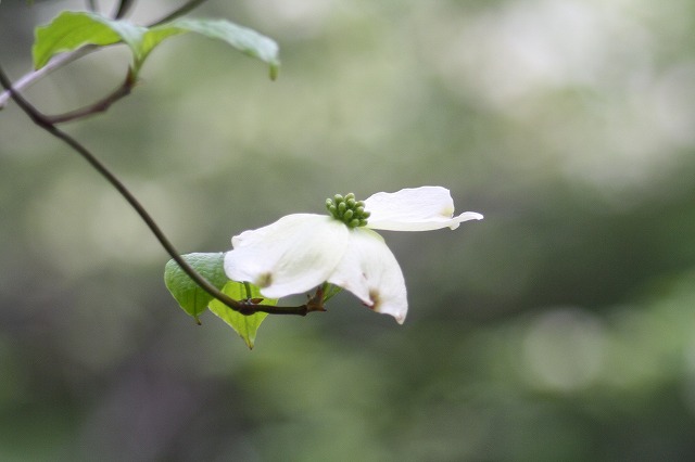 ハナミズキ　その７ a flowering dog wood