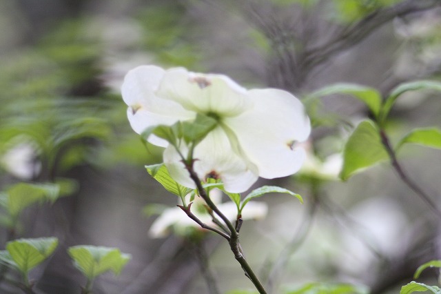 ハナミズキ　その７ a flowering dog wood