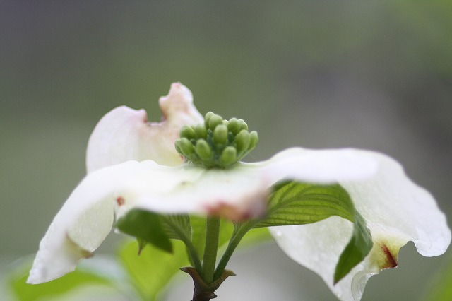 ハナミズキ　その７ a flowering dog wood