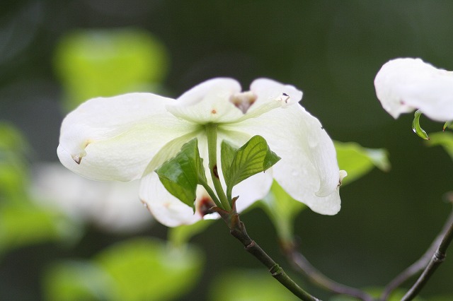ハナミズキ　その７ a flowering dog wood