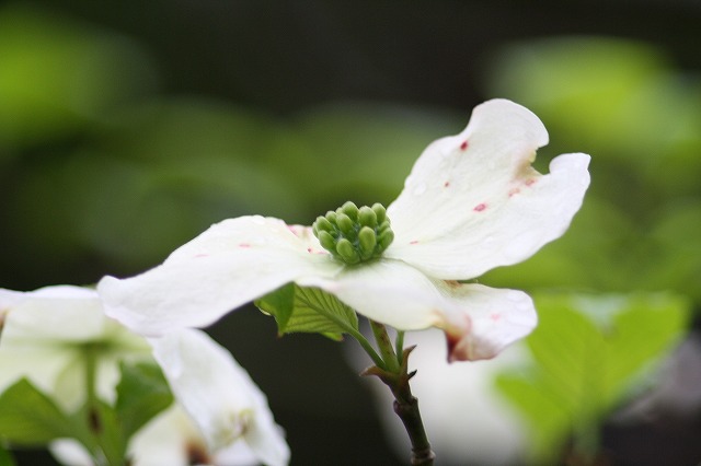 ハナミズキ　その７ a flowering dog wood