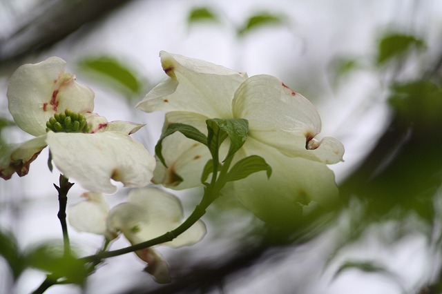 ハナミズキ　その９　a flowering dog wood