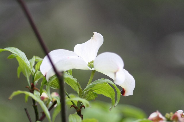 ハナミズキ　その９　a flowering dog wood