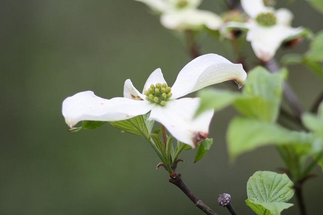 ハナミズキ　その９　a flowering dog wood