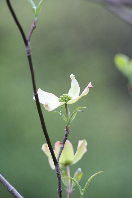 ハナミズキ　その９　a flowering dog wood