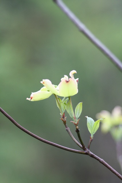 ハナミズキ　その９　a flowering dog wood