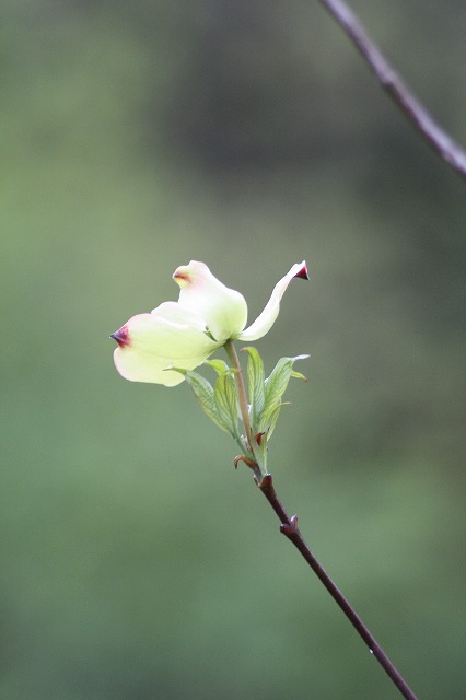 ハナミズキ　その９　a flowering dog wood
