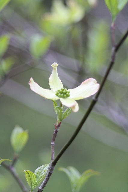 ハナミズキ　その９　a flowering dog wood