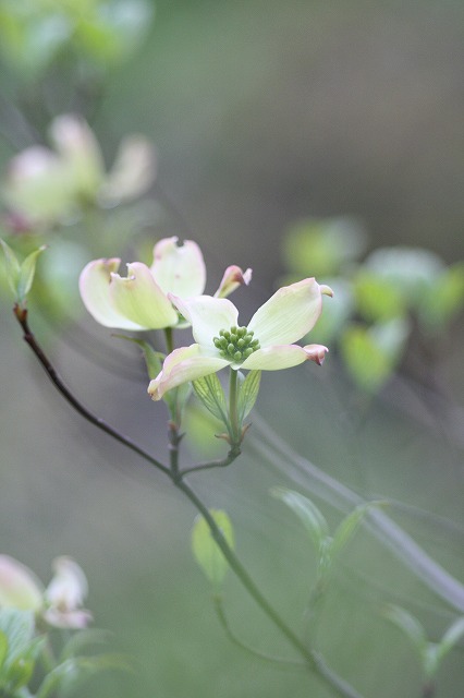 ハナミズキその１０　a flowering dog wood
