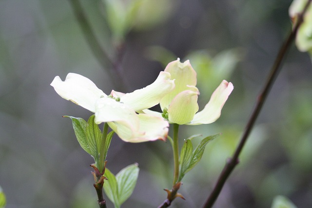 ハナミズキその１０　a flowering dog wood