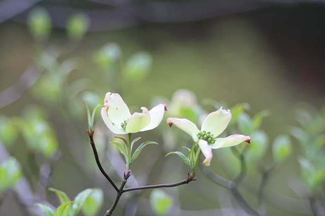 ハナミズキその１０　a flowering dog wood