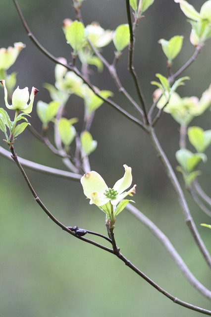 ハナミズキその１０　a flowering dog wood