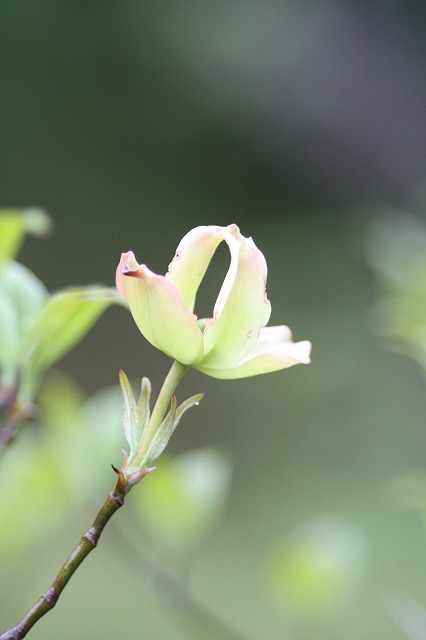 ハナミズキその１０　a flowering dog wood