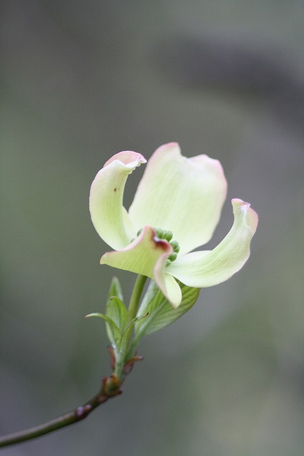 ハナミズキその１０　a flowering dog wood