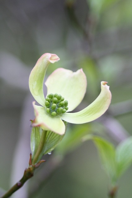 ハナミズキその１０　a flowering dog wood