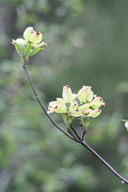 ハナミズキその１０　a flowering dog wood