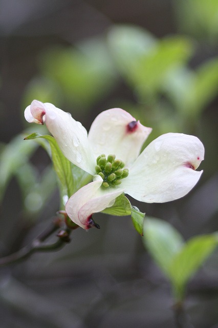 ハナミズキその１１　a flowering dog wood