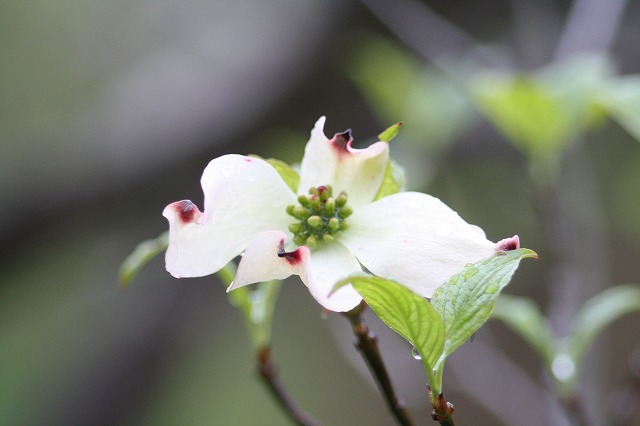 ハナミズキその１１　a flowering dog wood