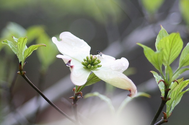 ハナミズキその１１　a flowering dog wood