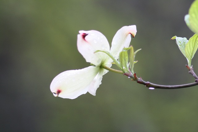 ハナミズキその１１　a flowering dog wood