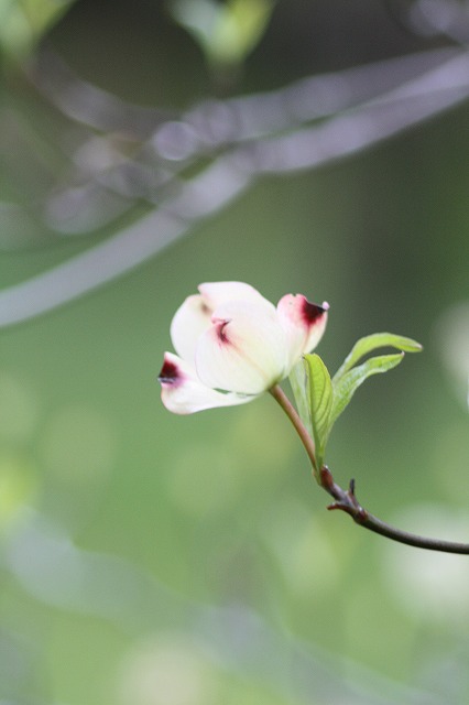 ハナミズキその１１　a flowering dog wood