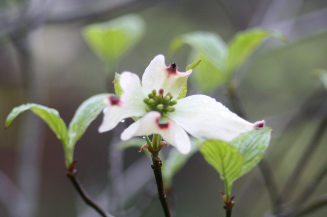 ハナミズキその１１　a flowering dog wood