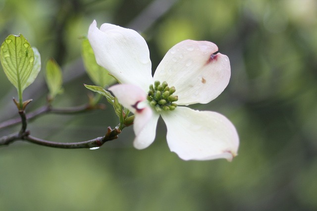 ハナミズキその１１　a flowering dog wood