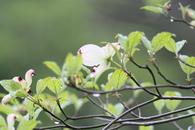 ハナミズキその１１　a flowering dog wood