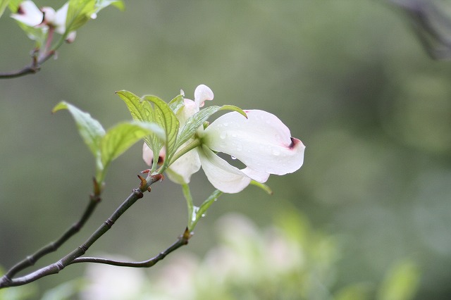 ハナミズキその１１　a flowering dog wood