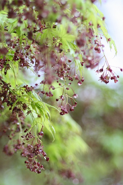 木々新芽　その２