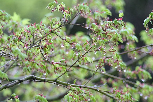 木々新芽　その２