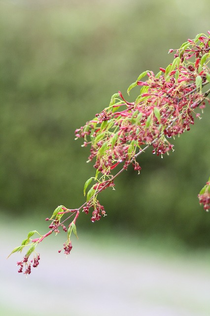 木々新芽　その２