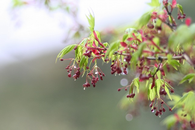 木々新芽　その２