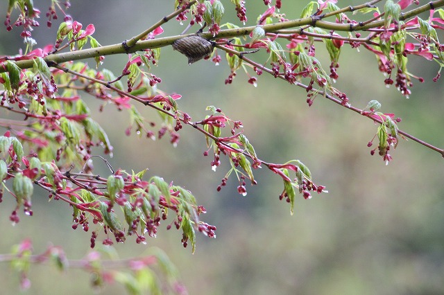 木々新芽　その２
