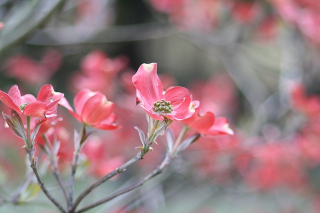 ハナミズキその１２　a flowering dog wood