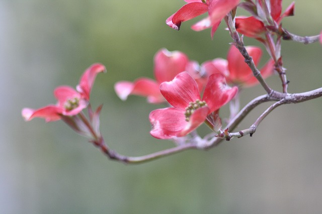ハナミズキその１２　a flowering dog wood