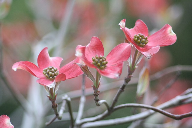 ハナミズキその１２　a flowering dog wood