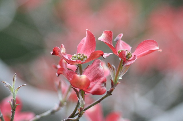ハナミズキその１２　a flowering dog wood