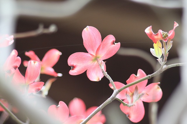 ハナミズキその１２　a flowering dog wood